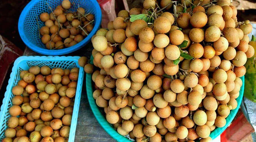 Bac Lieu Ancient Longan Garden