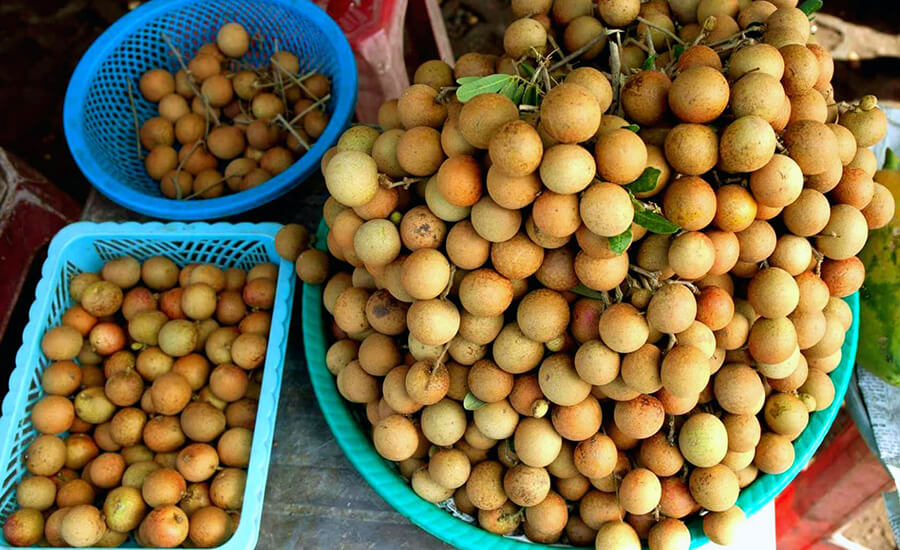 Bac Lieu Ancient Longan Garden