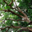 Bac Lieu ancient longan garden