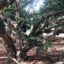 Bac Lieu Ancient Longan Garden