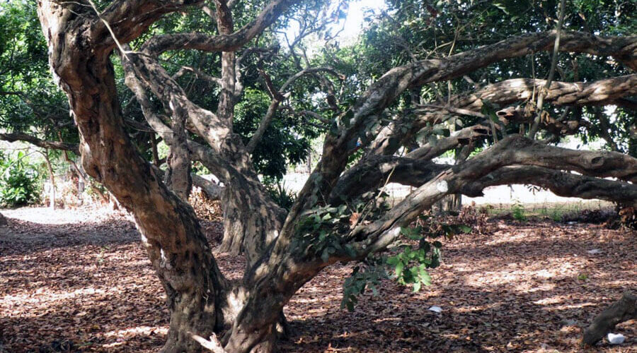 Bac Lieu Ancient Longan Garden