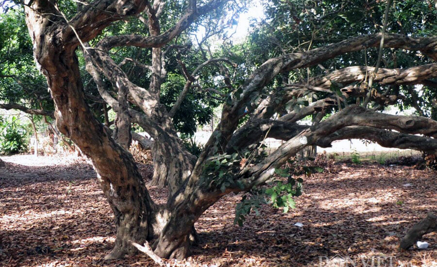 Bac Lieu Ancient Longan Garden