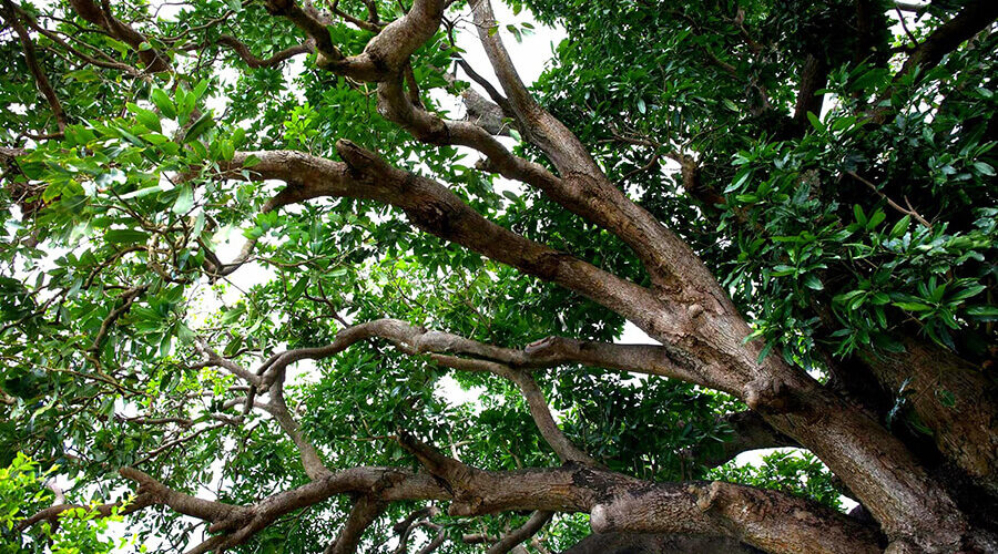 Bac Lieu ancient longan garden