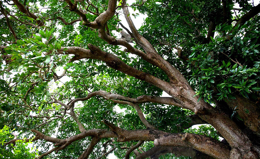 Bac Lieu ancient longan garden