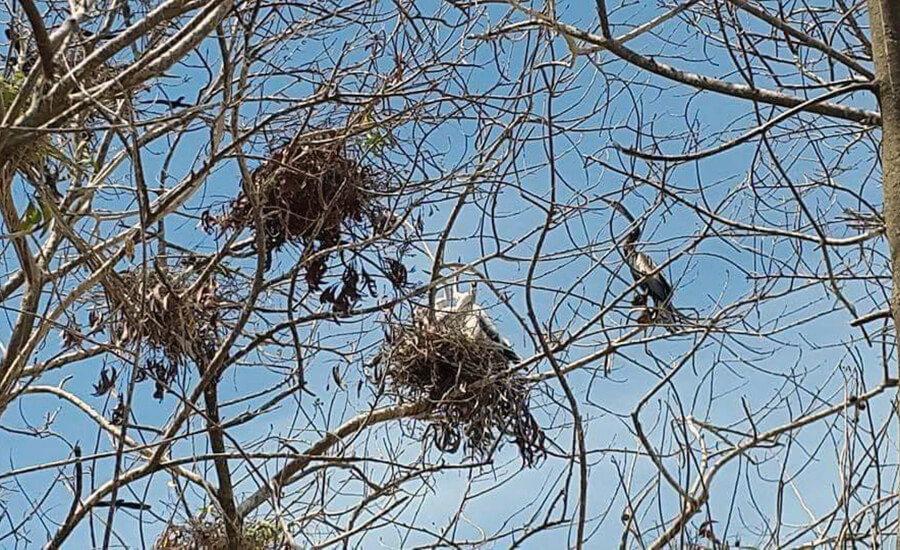 Bac Lieu Bird Reserve