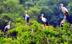 Bac Lieu Bird Reserve