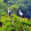 Bac Lieu Bird Reserve