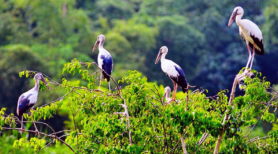 Bac Lieu Bird Reserve