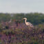 Bac Lieu Bird Reserve
