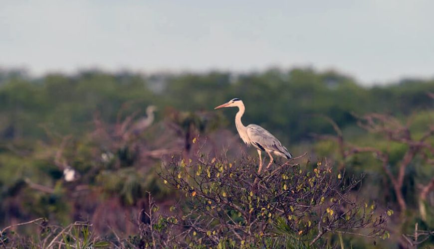 Bac Lieu Bird Reserve