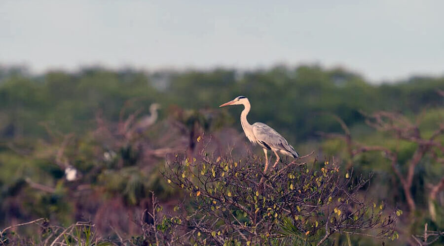 Bac Lieu Bird Reserve
