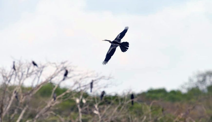 Bac Lieu Bird Reserve