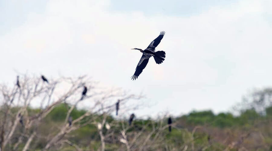 Bac Lieu Bird Reserve