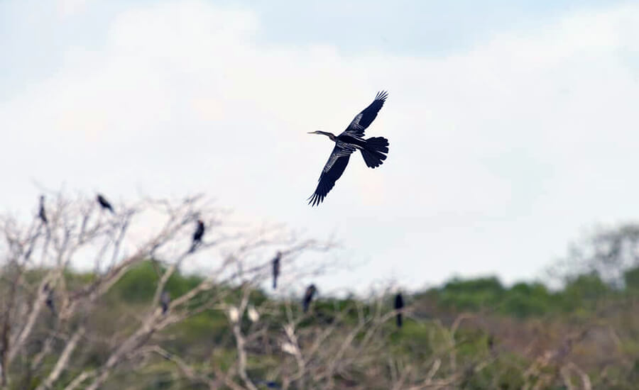 Bac Lieu Bird Reserve