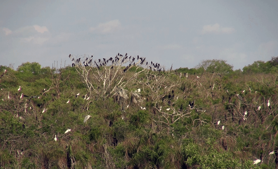 Bac Lieu Bird Reserve