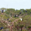 Bac Lieu Bird Reserve