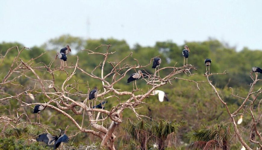 Bac Lieu Bird Reserve