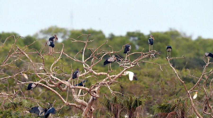 Bac Lieu Bird Reserve