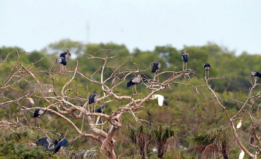 Bac Lieu Bird Reserve