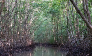 Forestry and Fishery Field 184