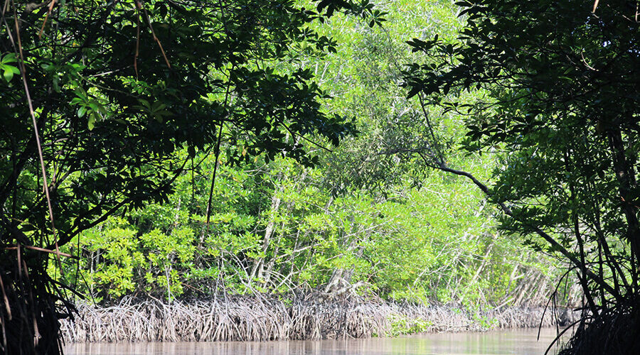 Forestry and Fishery Field 184