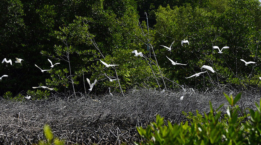 Forestry and Fishery Field 184