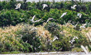 Ngoc Hien Bird Sanctuary