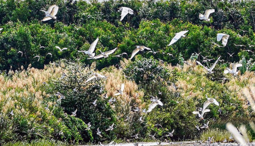 Ngoc Hien Bird Sanctuary