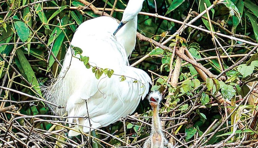 Ngoc Hien bird sanctuary