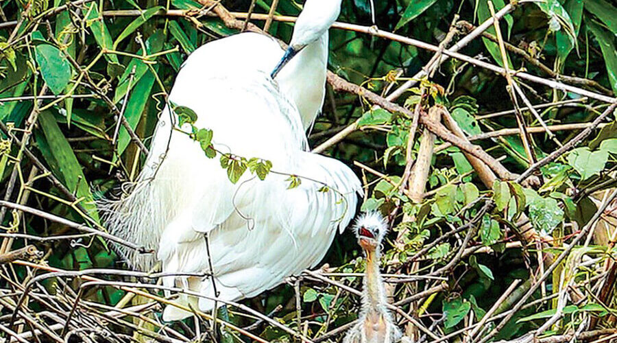 Ngoc Hien bird sanctuary