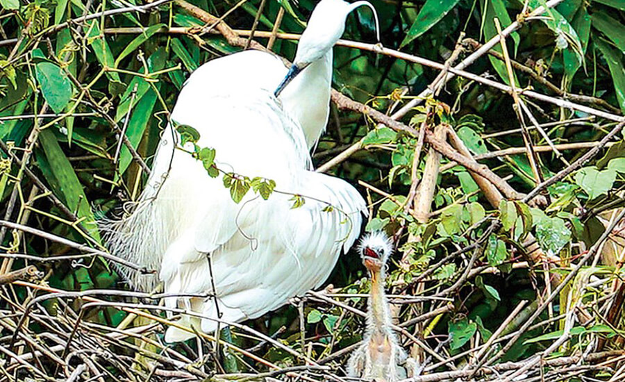 Ngoc Hien bird sanctuary