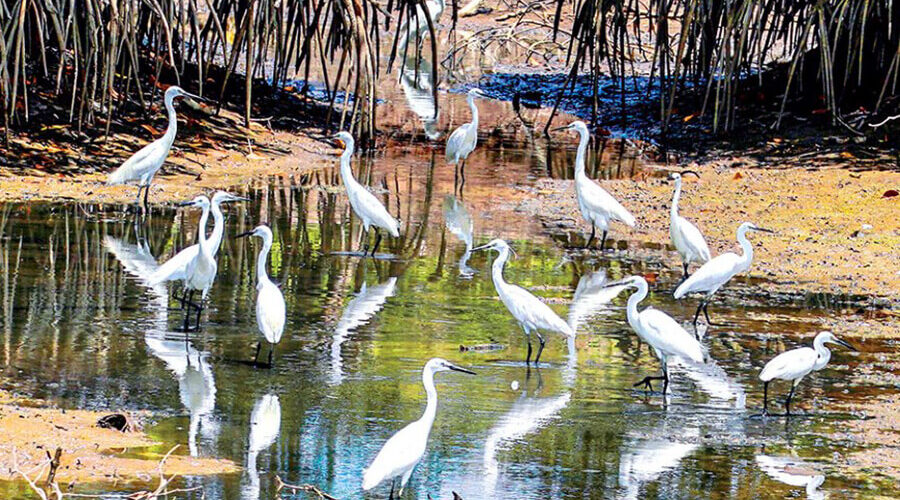 Ngoc Hien bird sanctuary