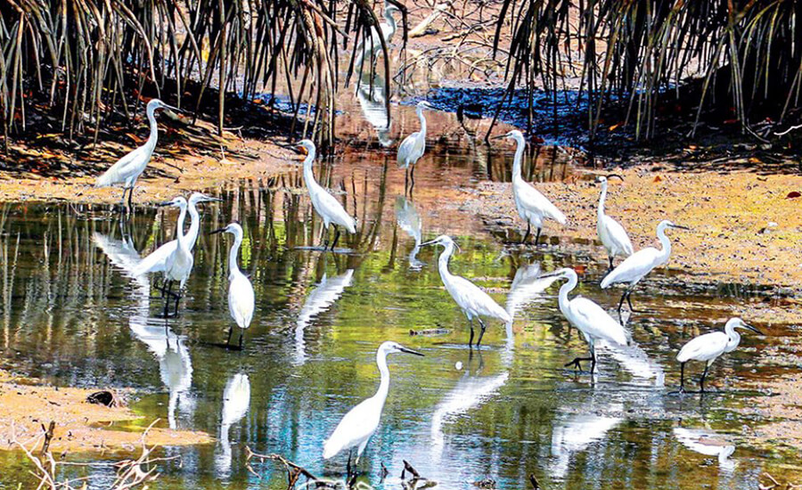 Ngoc Hien bird sanctuary