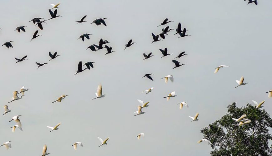 Ngoc Hien bird sanctuary