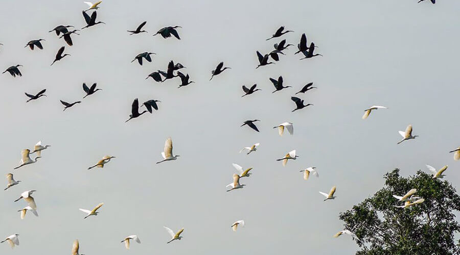 Ngoc Hien bird sanctuary