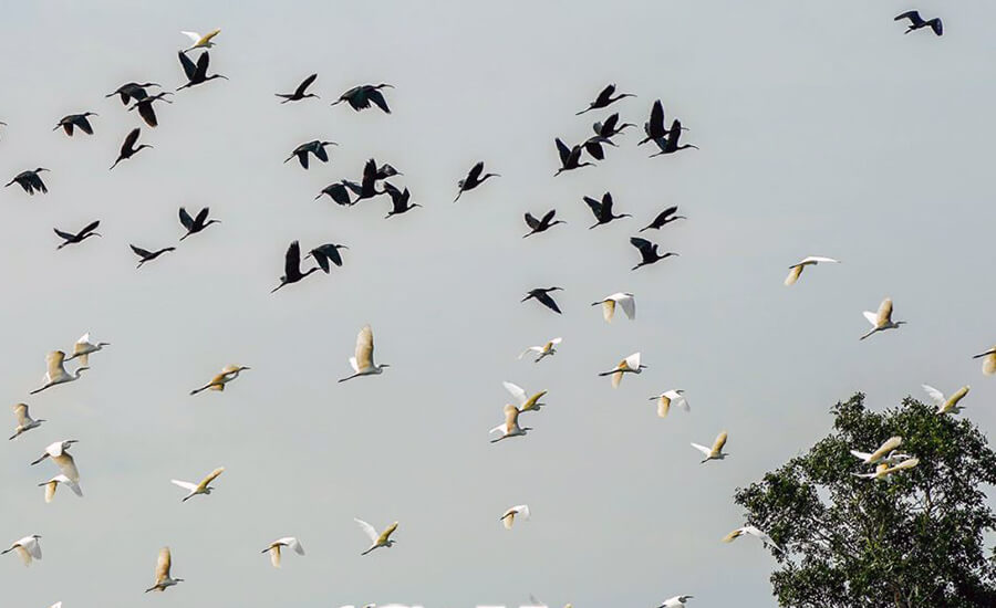 Ngoc Hien bird sanctuary