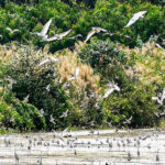 Ngoc Hien bird sanctuary
