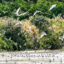 Ngoc Hien bird sanctuary