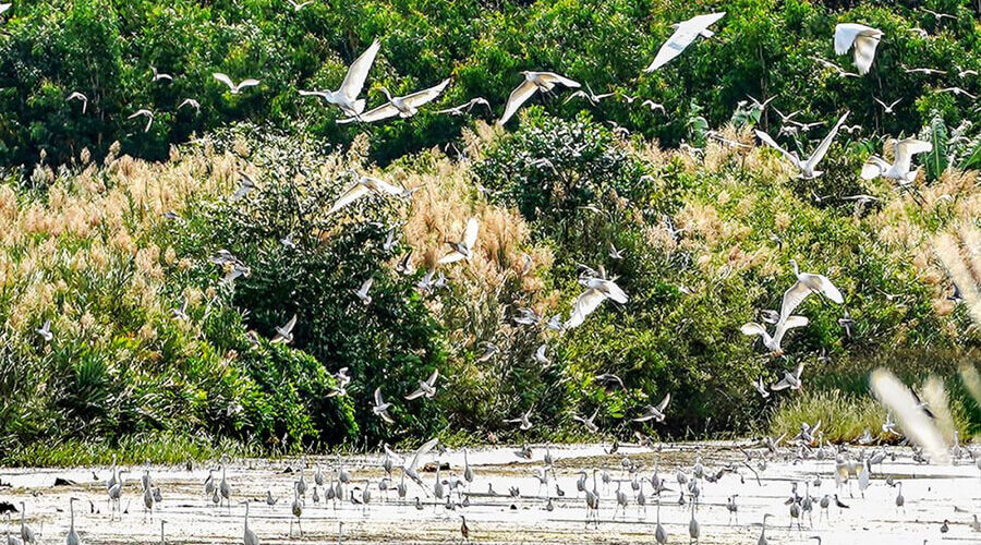 Ngoc Hien bird sanctuary