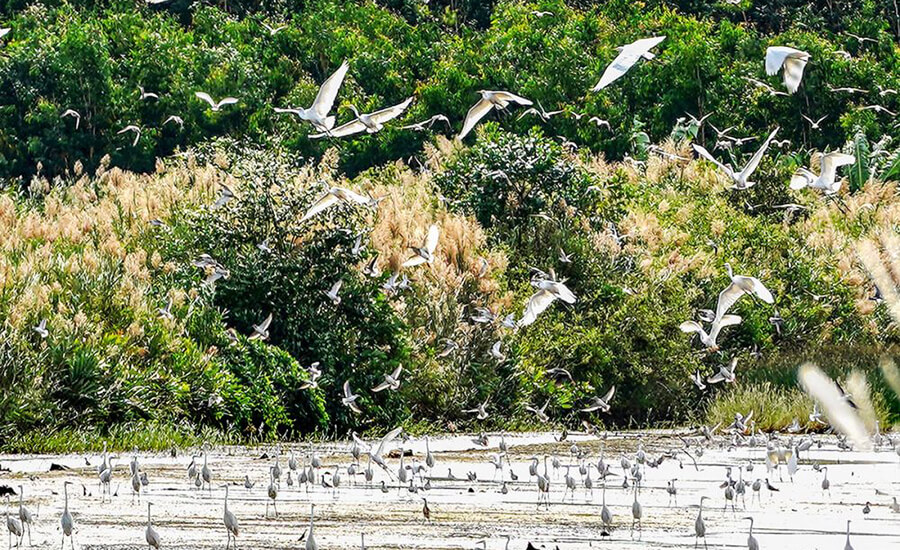 Ngoc Hien bird sanctuary