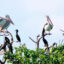 rare birds in Ngoc Hien bird sanctuary