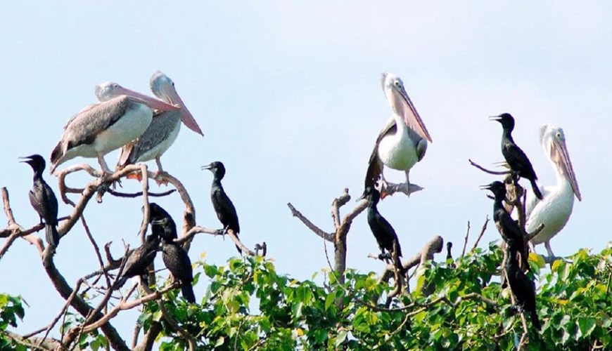 rare birds in Ngoc Hien bird sanctuary