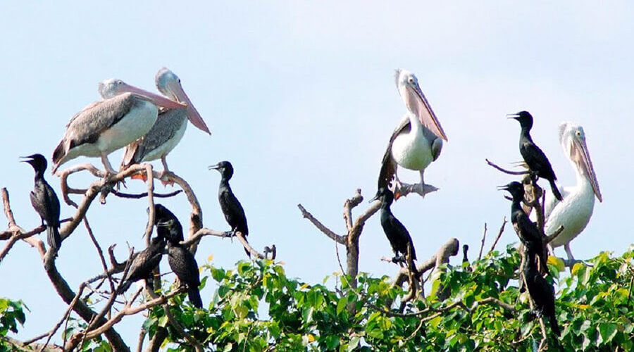 rare birds in Ngoc Hien bird sanctuary