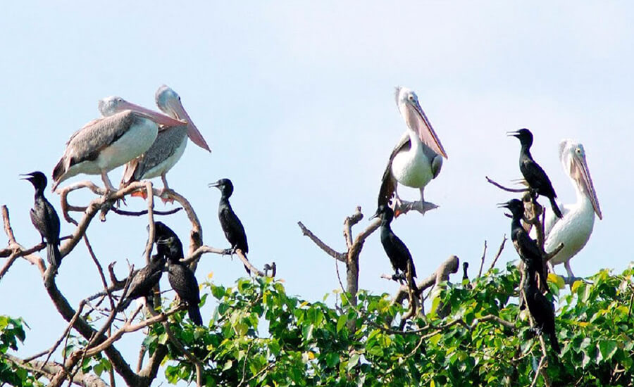 rare birds in Ngoc Hien bird sanctuary