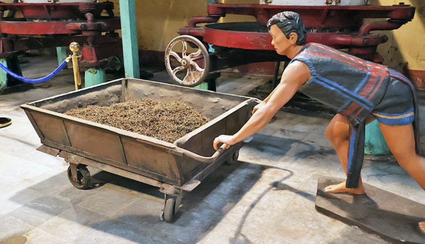 tea factory