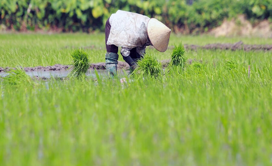 gifts when explore Ca Mau