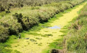 Ca Mau Cape World Biosphere Reserve