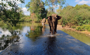 Yok Don National Park
