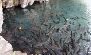 Cam Luong Fish Stream