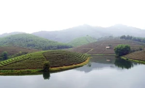 Thanh Chuong Tea hills